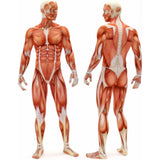 Muskel- und Faszienansicht des Körpers als Illustration, passend zur Anwendung der #DoYourFitness Faszienrolle „Anila“ eckig 45x15 cm.