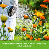 Lucky Plant Pflanzenstärkung Pulver - 200 g fördert gesundes Pflanzenwachstum und längere Blütezeit mit natürlichen Kräuterextrakten.