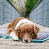 FLUFFINO® Hundedecke/ Wendedecke / Kuscheldecke - 150x100 cm - Grau mit Hund auf der weichen, wendbaren Decke liegend.