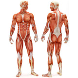 #DoYourFitness Massageroller Murali 41cm lang Schwarz/Grün zur gezielten Selbstmassage und Tiefenmuskulatur-Faszienbehandlung.