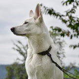 FLUFFINO® BioThane Hundeleine - 3-Fach verstellbar, 220 cm lang, oliv, wasserfest und reißfest für jede Hundgröße.