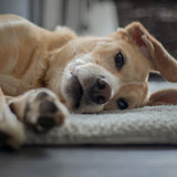 FLUFFINO® Hundedecke/Hundekissen - Wildlederimitat - Größe L, weiche, graue Hundedecke für großen und kleinen Hund.