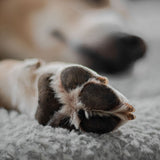 FLUFFINO® Hundedecke/Hundekissen Wildlederimitat Größe S grau, weich, flauschig und isolierend für kleine Hunde, waschbar bis 30°C.