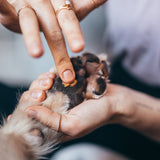 Hand trägt FLUFFINO® Pfotenbalsam - 50 ml auf die Hundepfote auf für natürlichen Schutz und Pflege.