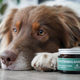FLUFFINO® Pfotenbalsam - 50 ml mit natürlichem Pfotenschutz, Bienenwachs und Bio-Jojobaöl für empfindliche Hundepfoten.