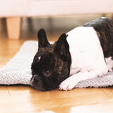 FLUFFINO® Hundedecke/Hundekissen - Wildlederimitat - Größe S liegt flauschig auf dem Boden mit kleinem Hund darauf.