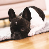 FLUFFINO® Hundedecke/Hundekissen Wildlederimitat Größe S grau, weich, flauschig und isolierend für kleine Hunde bis 73x45 cm.