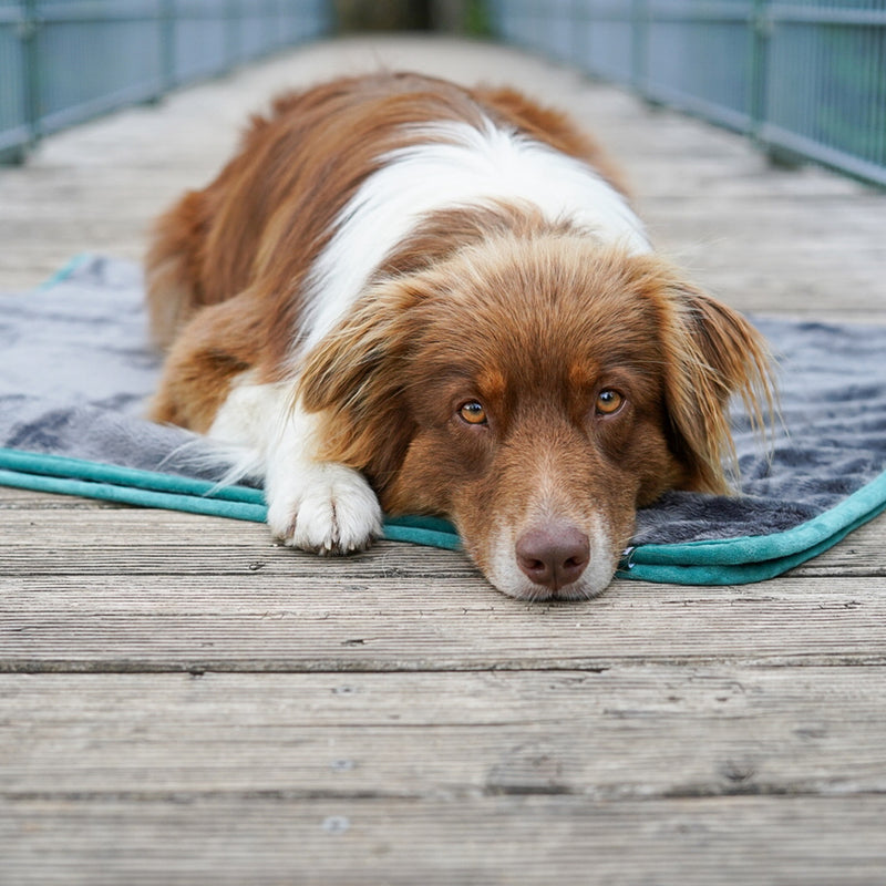FLUFFINO® Hundedecke Wendedecke Kuscheldecke 150x100 cm Grau mit liegendem Hund auf Holzbohlenboden.