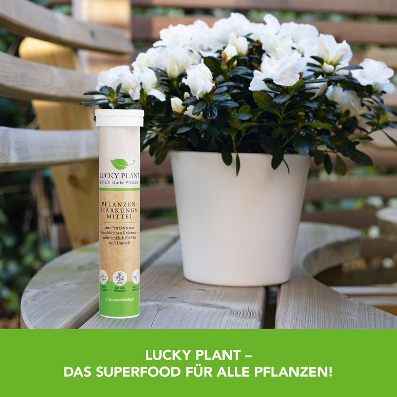 Lucky Plant Pflanzenstärkung Pulver & Tabletten - 400g Pulver + 20 Tabs