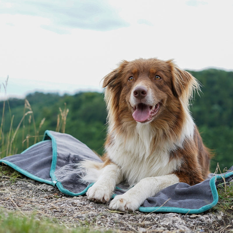 FLUFFINO® Hundedecke/ Wendedecke / Kuscheldecke - 150x100 cm - Grau mit Hund draußen auf der Decke in Naturkulisse.