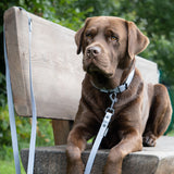FLUFFINO® Hundehalsband aus BioThane - 5-fach verstellbare Größe L in Grau an braunem Hund auf Holzbank.